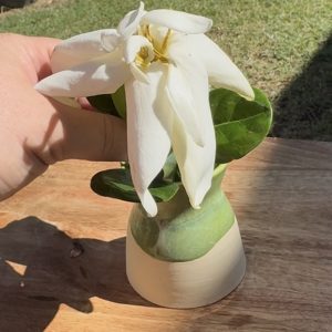 Bud Vase